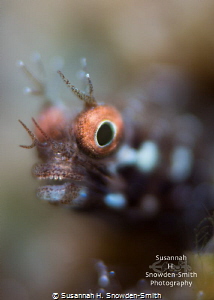 "Check Out My Grill!" - A roughhead blenny hams it up for... by Susannah H. Snowden-Smith 